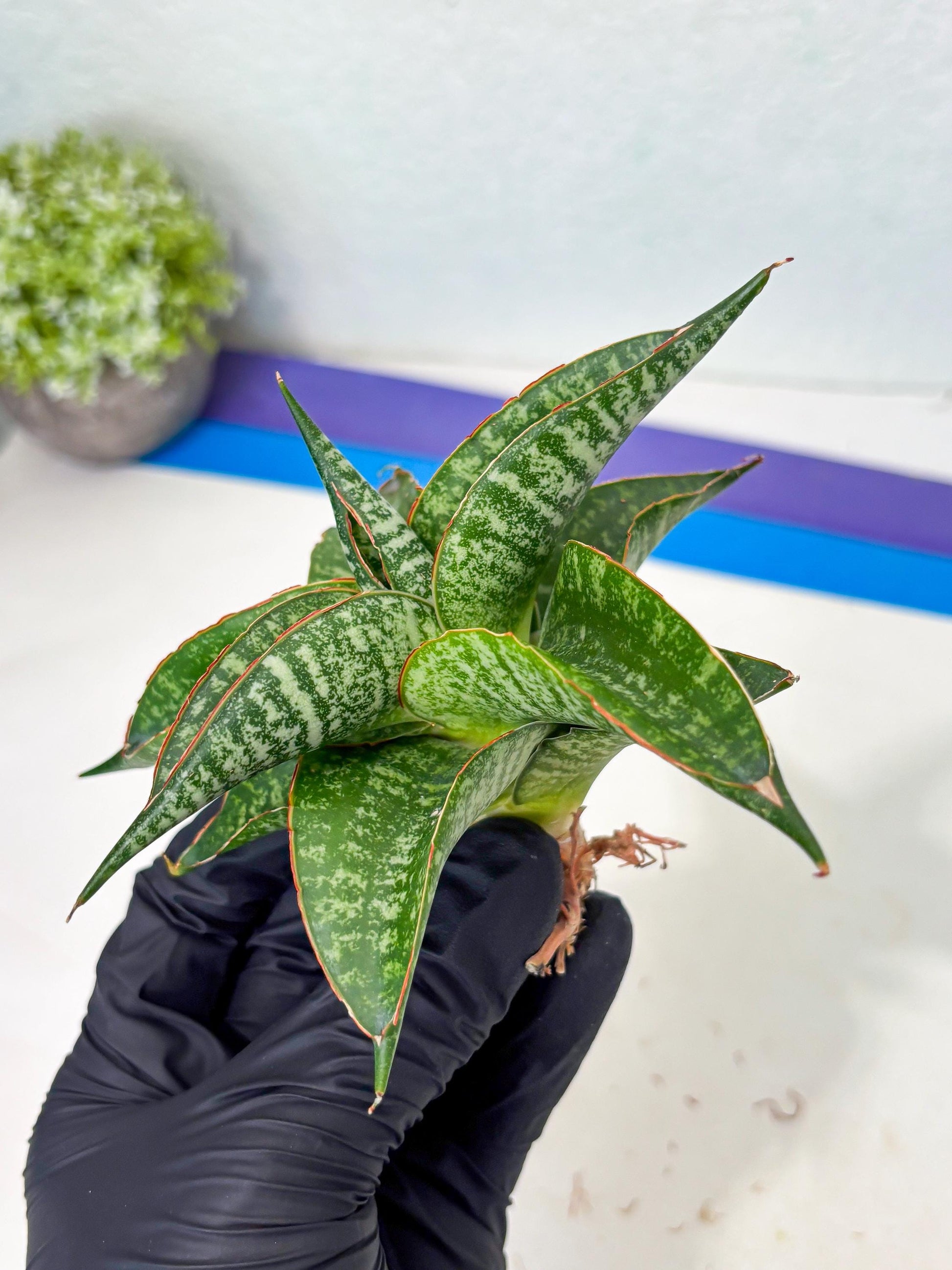 Sansevieria Maesha x Kasih (Ba3) (8) | Hybrid Snake Plant