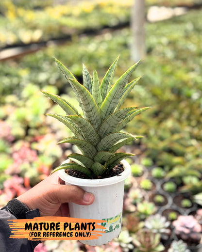 Sansevieria Amabilis (Ba3) (10) | Hybrid Snake Plant