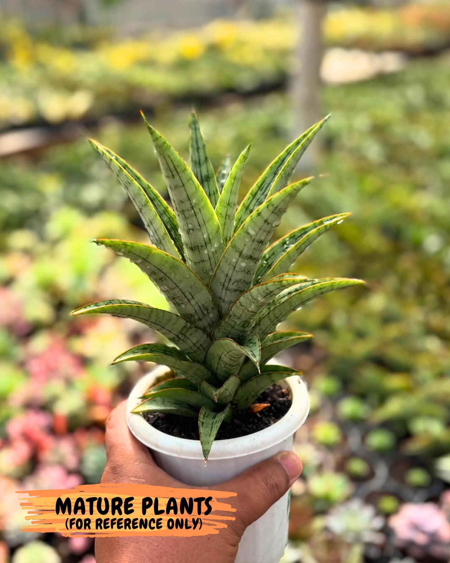 Sansevieria Amabilis (Ba3) (10) | Hybrid Snake Plant