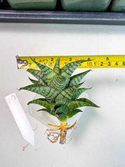 Sansevieria Amabilis (Ba3) (10) | Hybrid Snake Plant