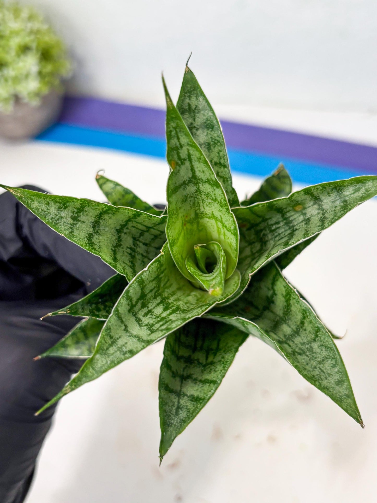 Sansevieria Amabilis (Ba3) (10) | Hybrid Snake Plant