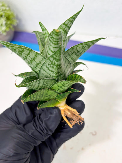 Sansevieria Amabilis (Ba3) (10) | Hybrid Snake Plant