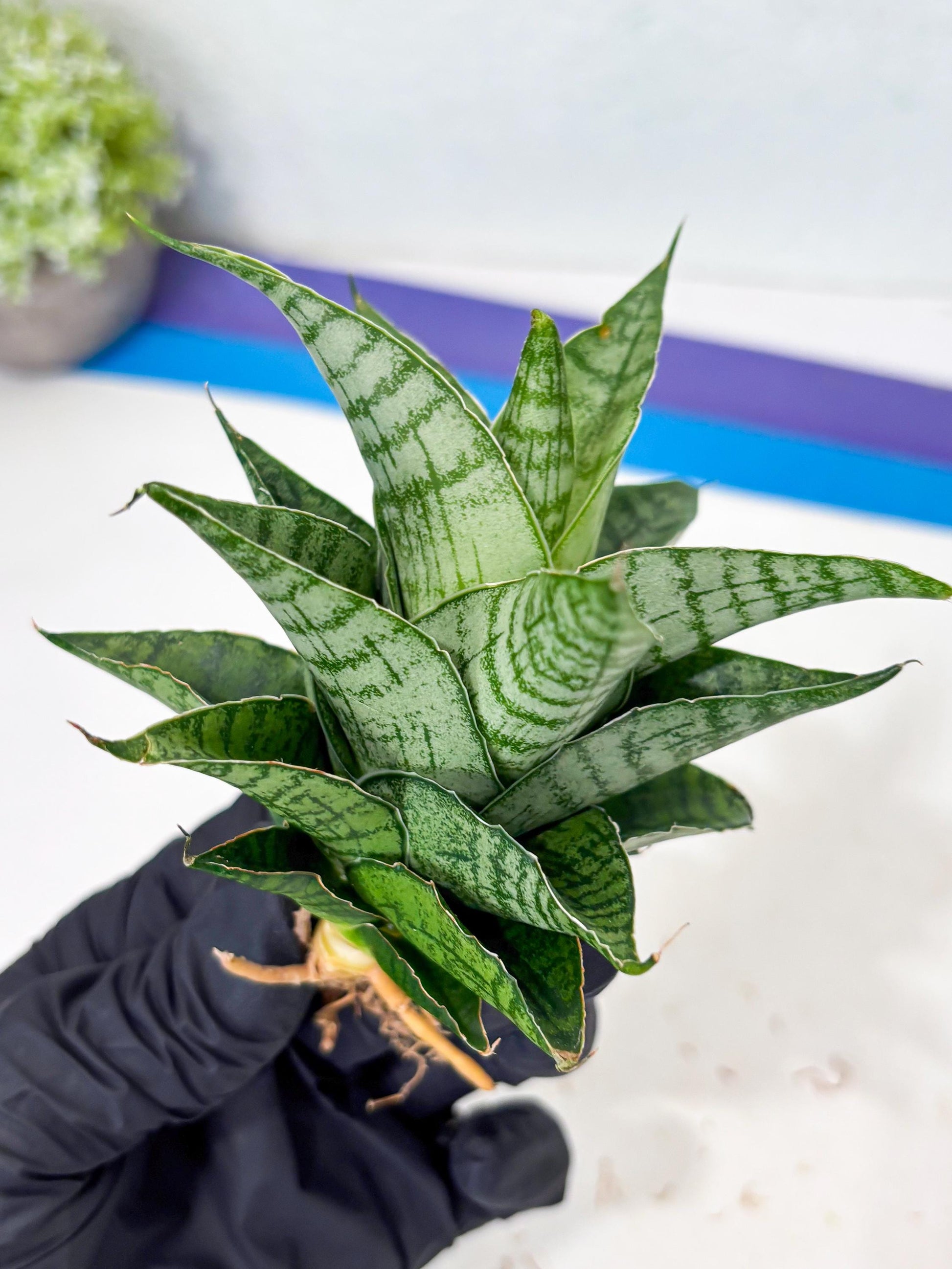 Sansevieria Amabilis (Ba3) (10) | Hybrid Snake Plant
