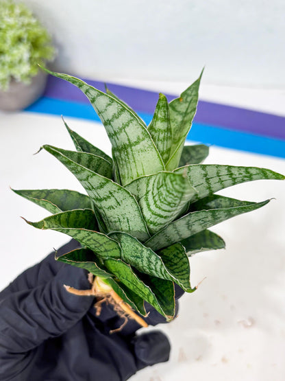 Sansevieria Amabilis (Ba3) (10) | Hybrid Snake Plant