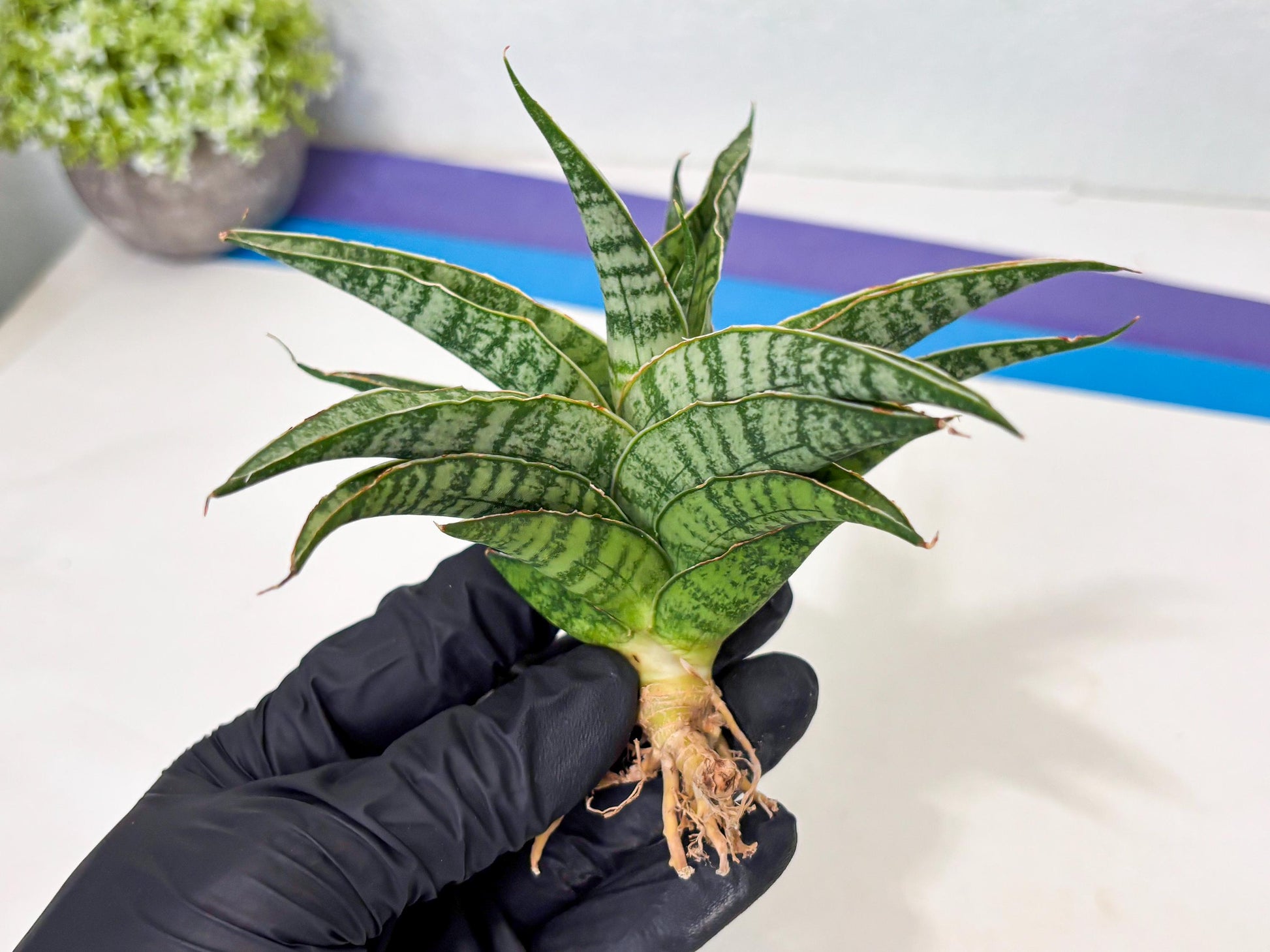 Sansevieria Dolphin (Ba3) (14) | Rare Collection