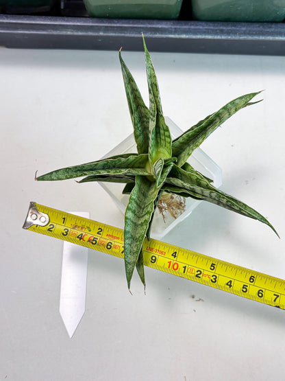 Sansevieria Dolphin (Ba3) (14) | Rare Collection