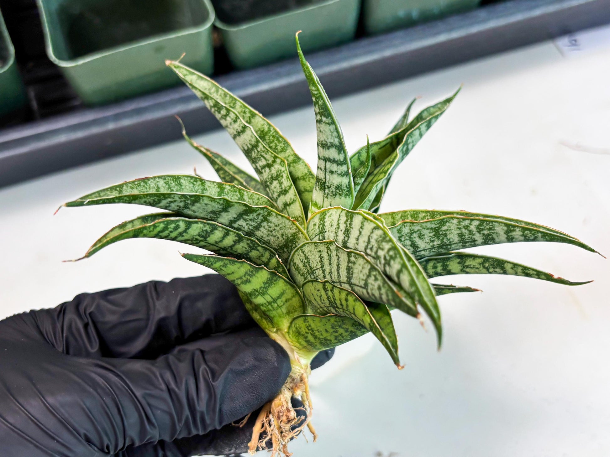 Sansevieria Dolphin (Ba3) (14) | Rare Collection