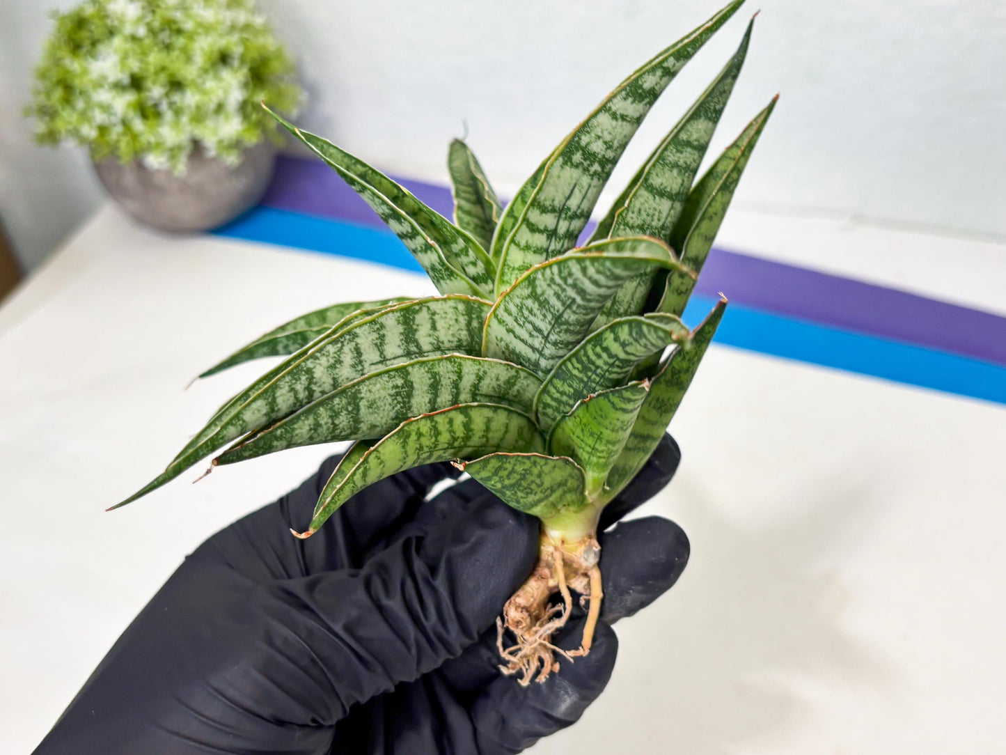 Sansevieria Dolphin (Ba3) (14) | Rare Collection