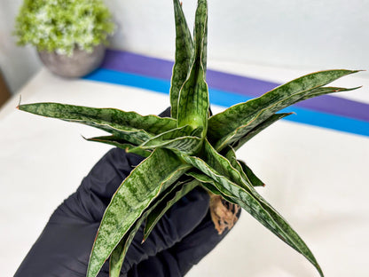 Sansevieria Dolphin (Ba3) (14) | Rare Collection