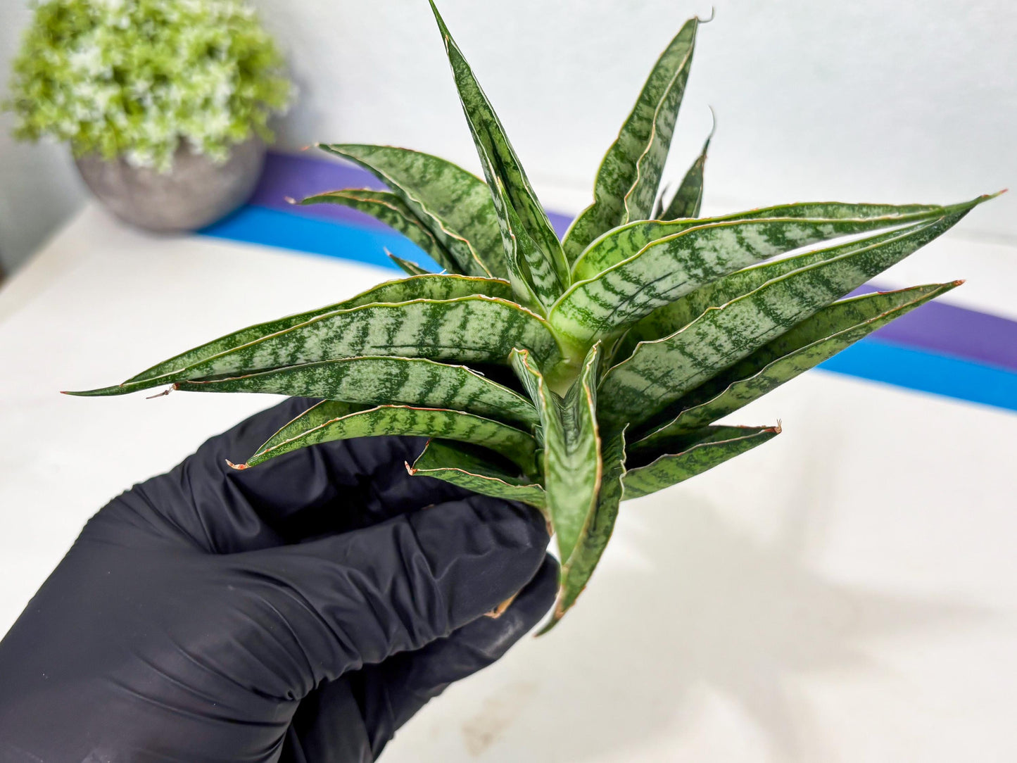 Sansevieria Dolphin (Ba3) (14) | Rare Collection