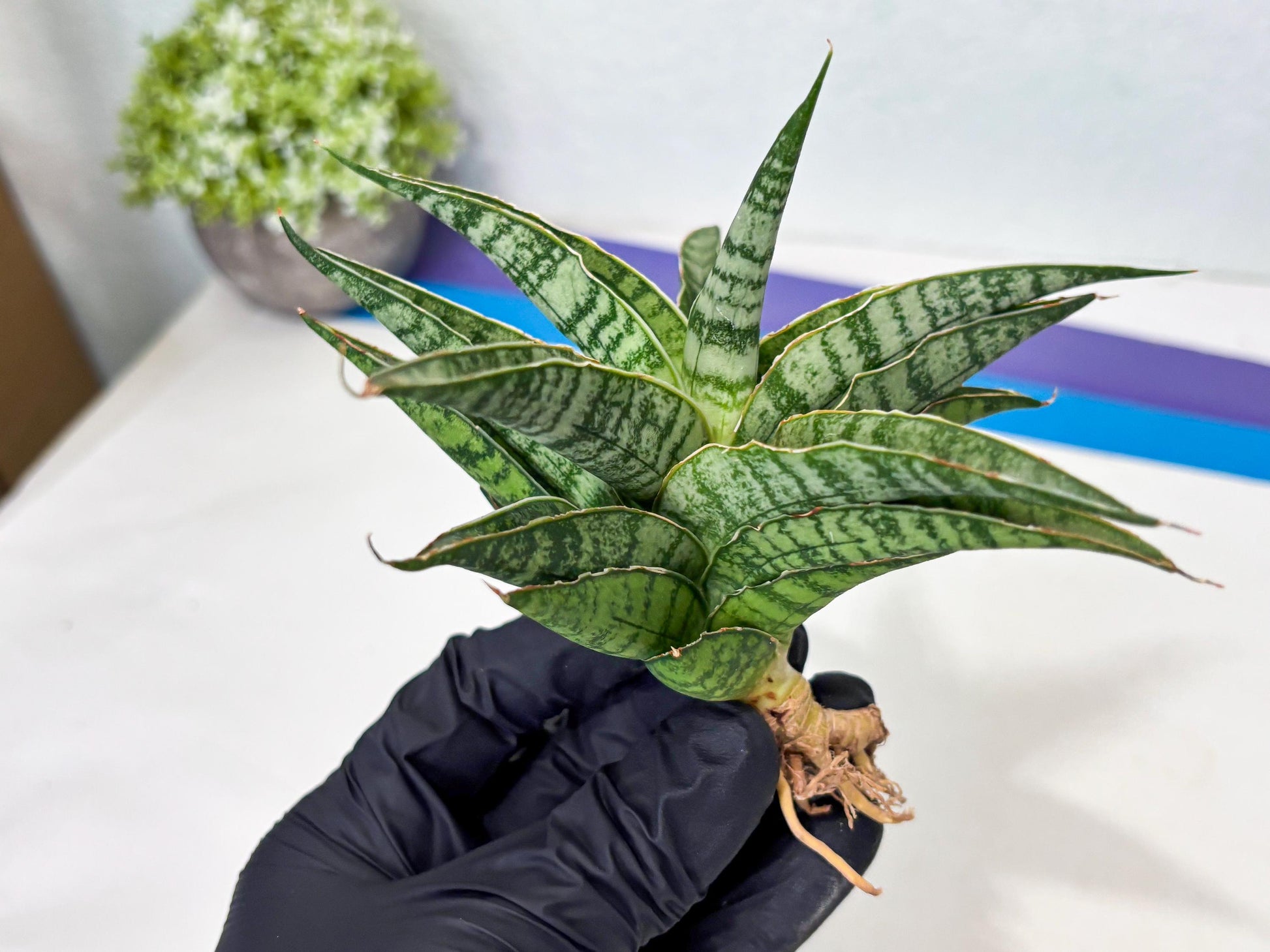 Sansevieria Dolphin (Ba3) (14) | Rare Collection