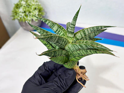 Sansevieria Dolphin (Ba3) (14) | Rare Collection