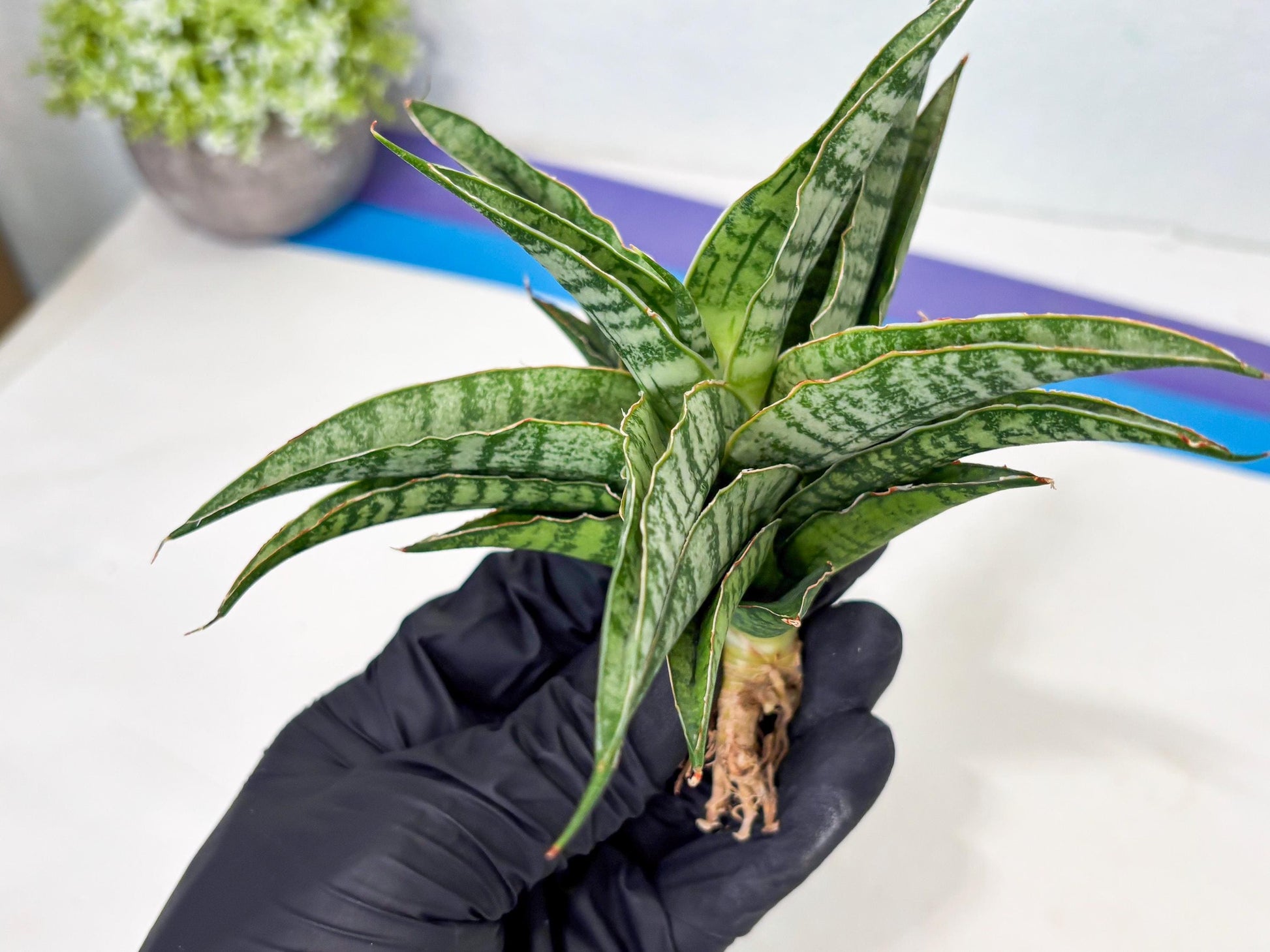 Sansevieria Dolphin (Ba3) (14) | Rare Collection