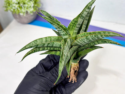 Sansevieria Dolphin (Ba3) (14) | Rare Collection
