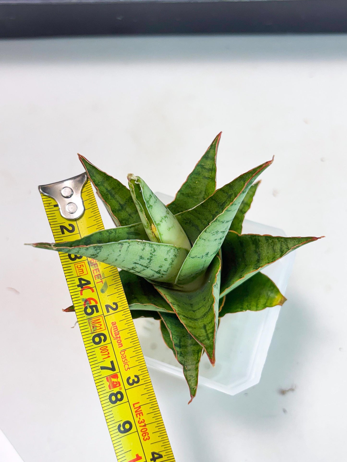 Sansevieria Adelina (Ba3) (16) | Rare Collection