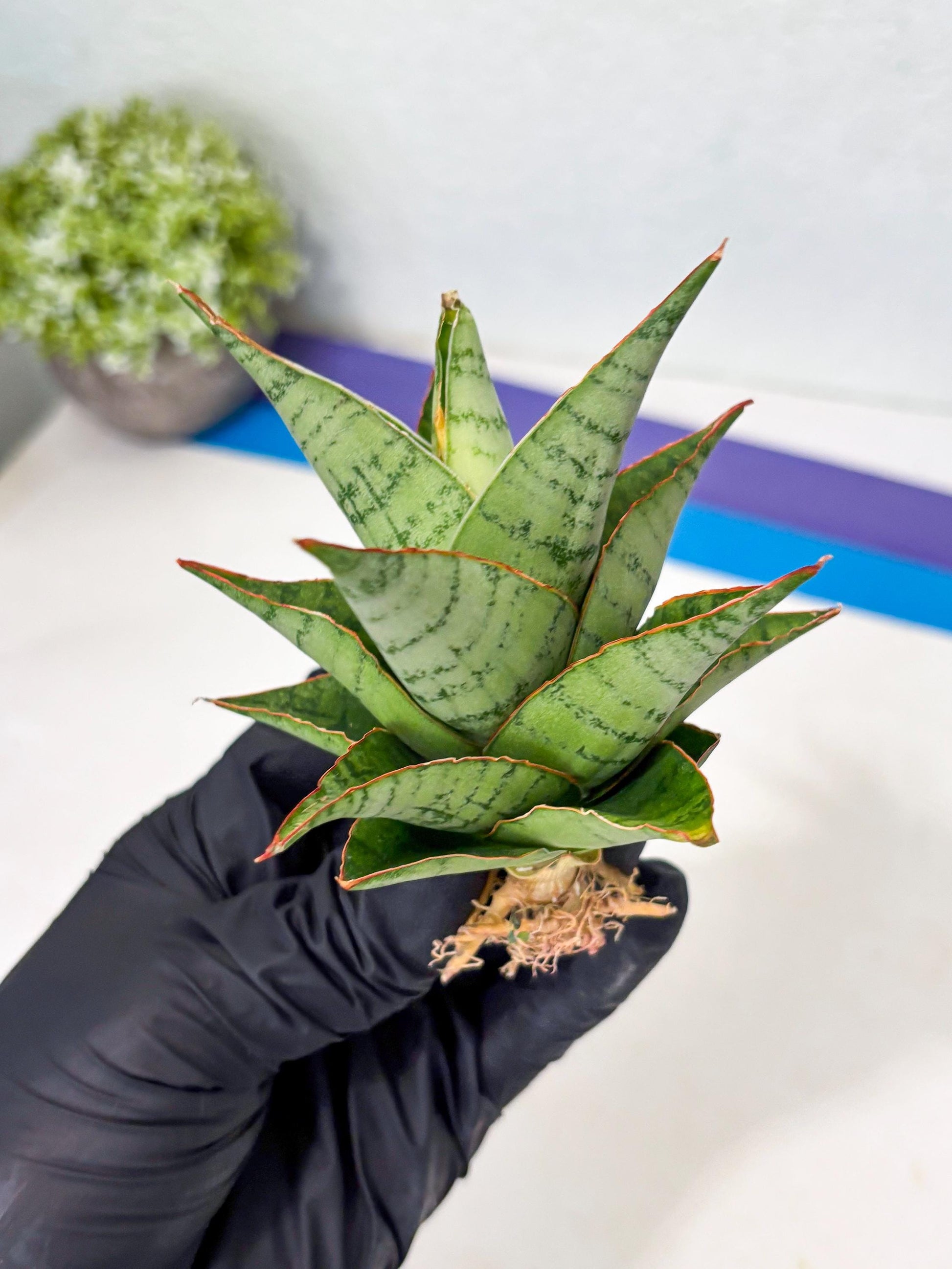 Sansevieria Adelina (Ba3) (16) | Rare Collection