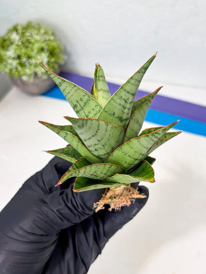 Sansevieria Adelina (Ba3) (16) | Rare Collection