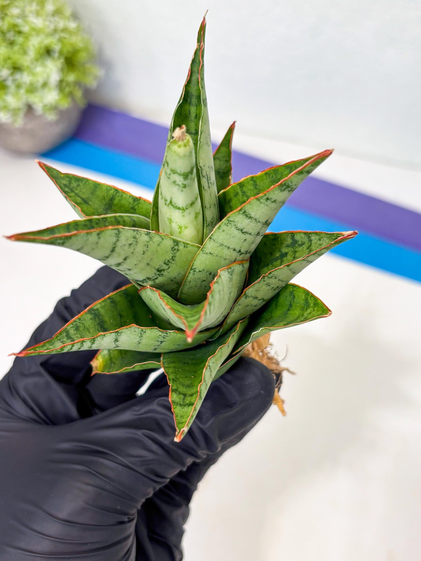 Sansevieria Adelina (Ba3) (16) | Rare Collection