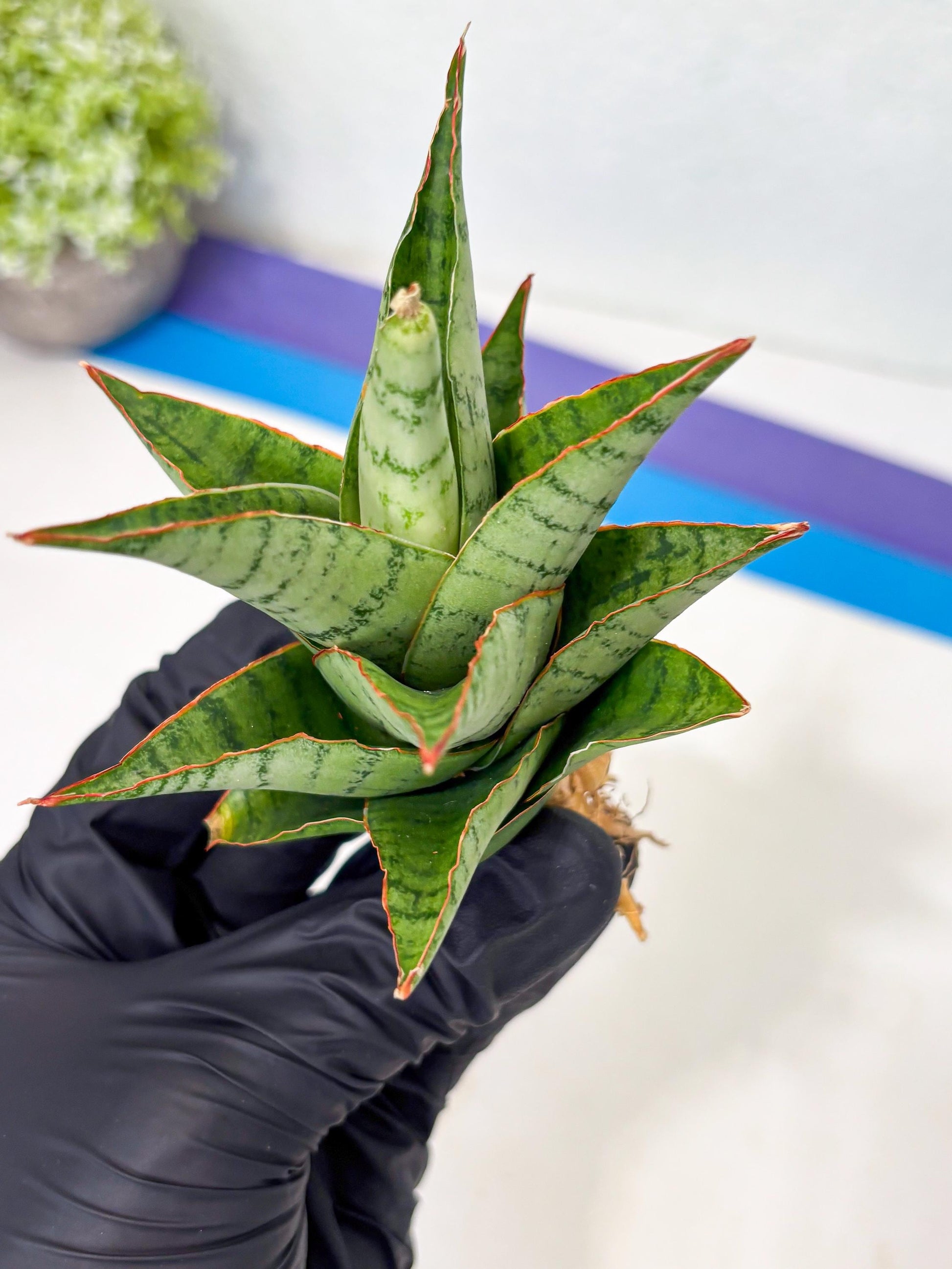 Sansevieria Adelina (Ba3) (16) | Rare Collection