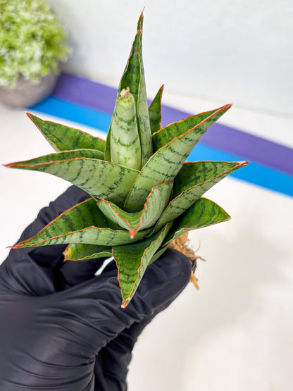 Sansevieria Adelina (Ba3) (16) | Rare Collection