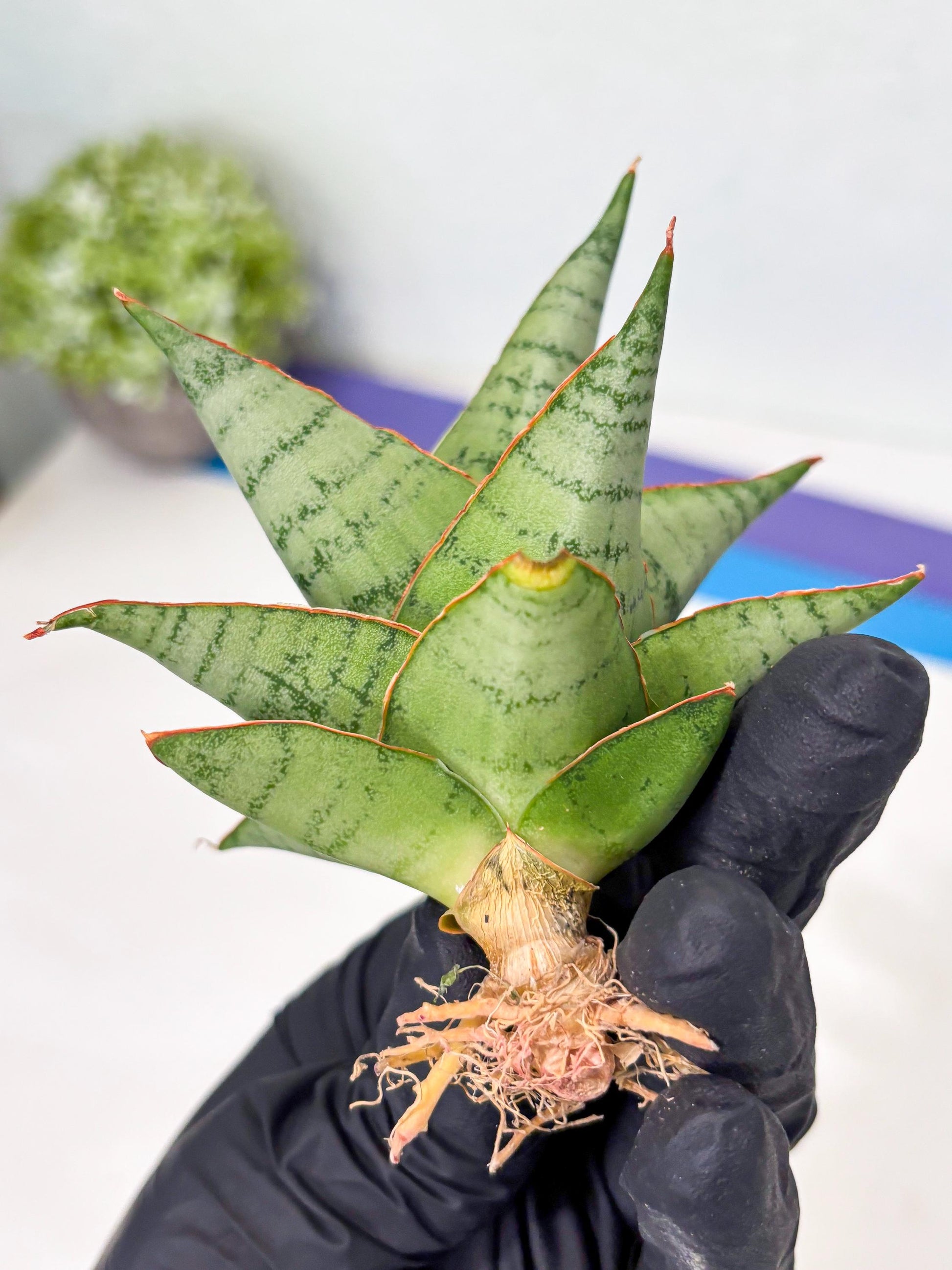 Sansevieria Adelina (Ba3) (16) | Rare Collection