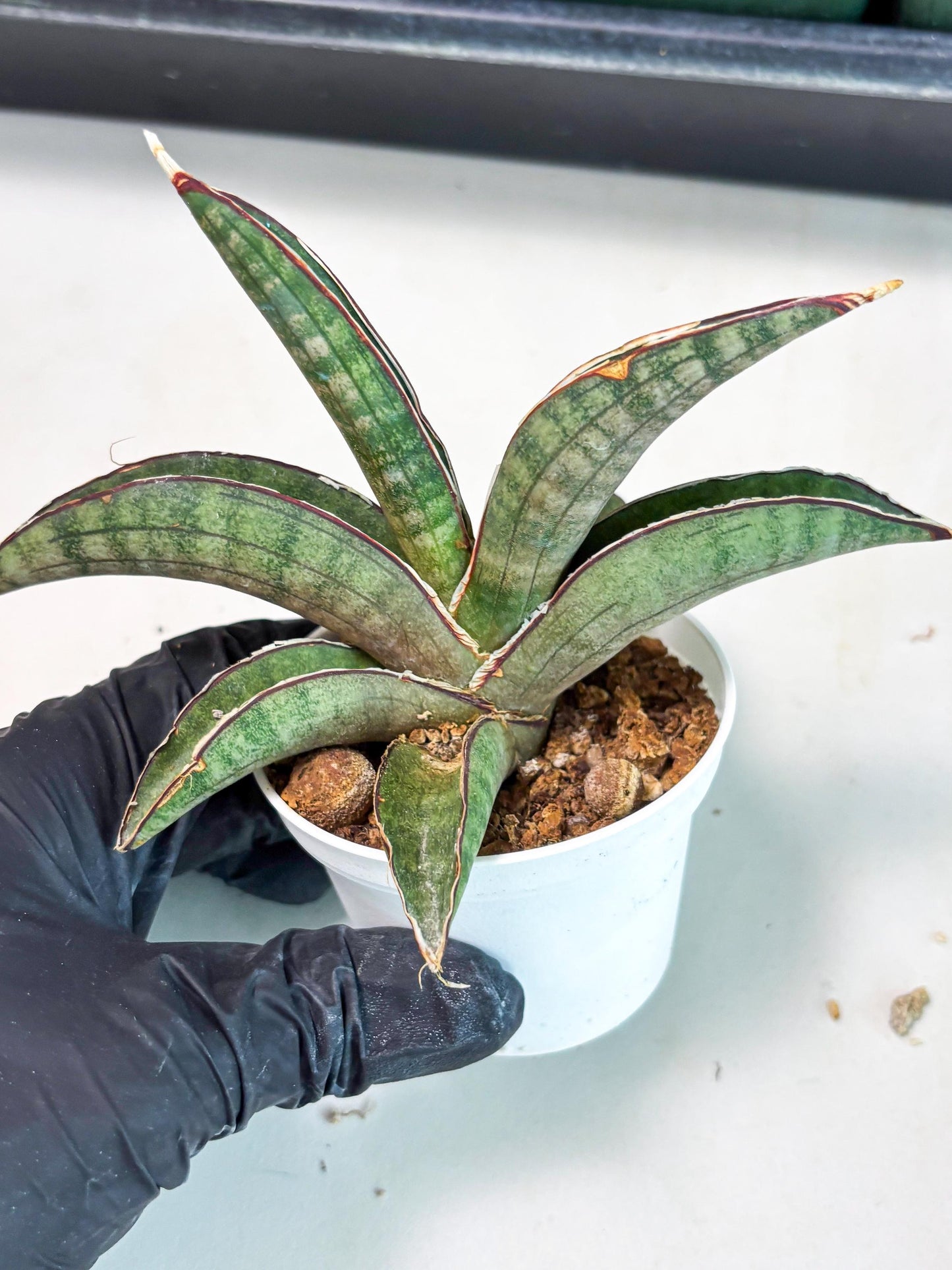 Sansevieria Pfisteri (Ba4) (1) | imported Hybrid
