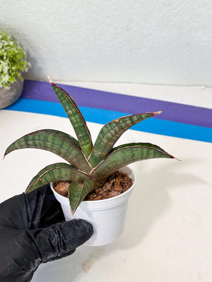 Sansevieria Pfisteri (Ba4) (1) | imported Hybrid