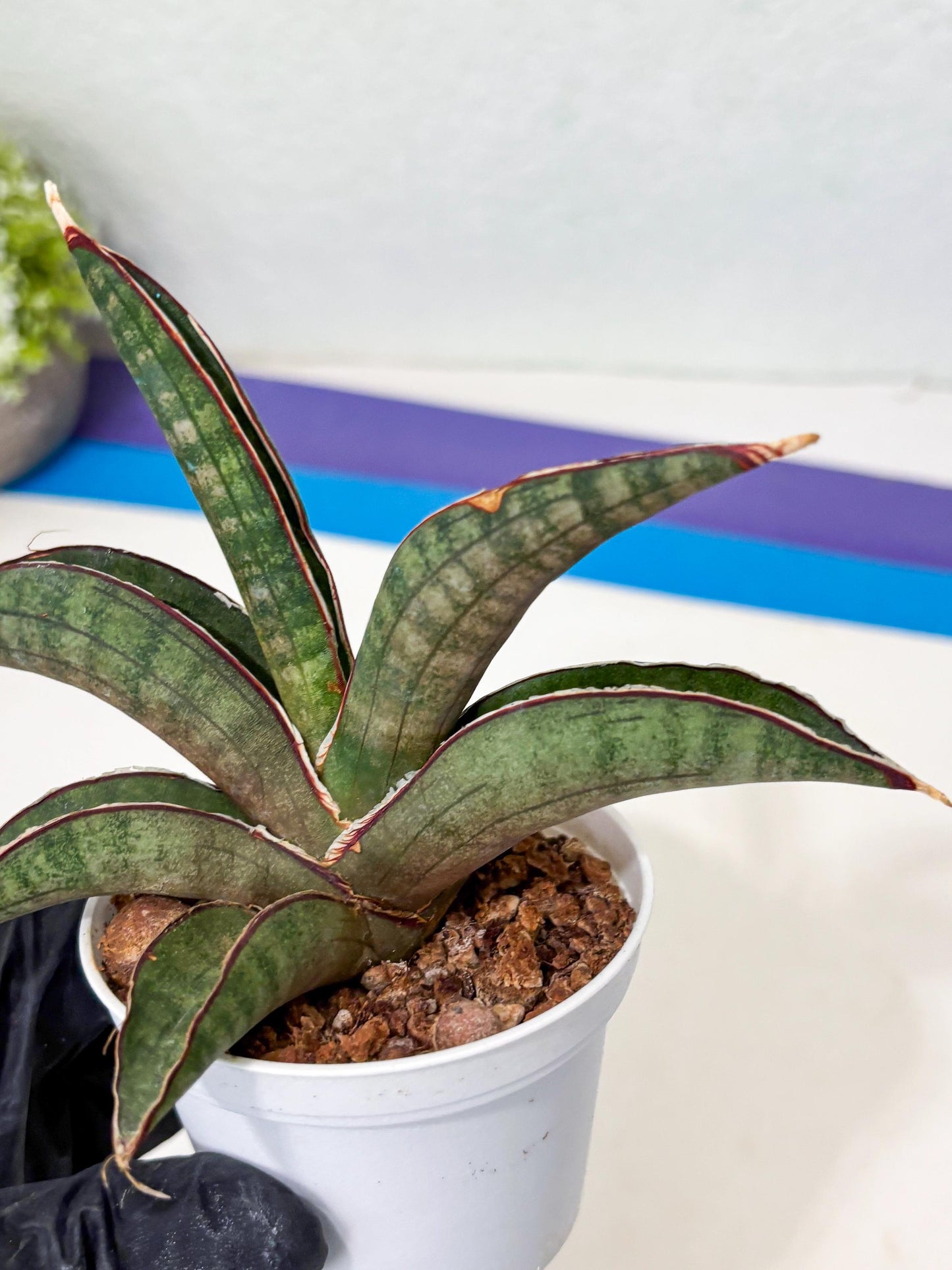 Sansevieria Pfisteri (Ba4) (1) | imported Hybrid