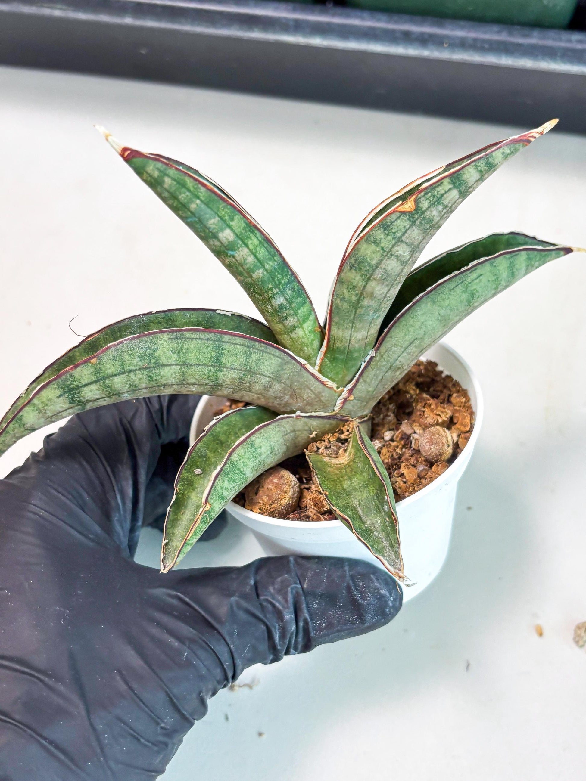 Sansevieria Pfisteri (Ba4) (1) | imported Hybrid