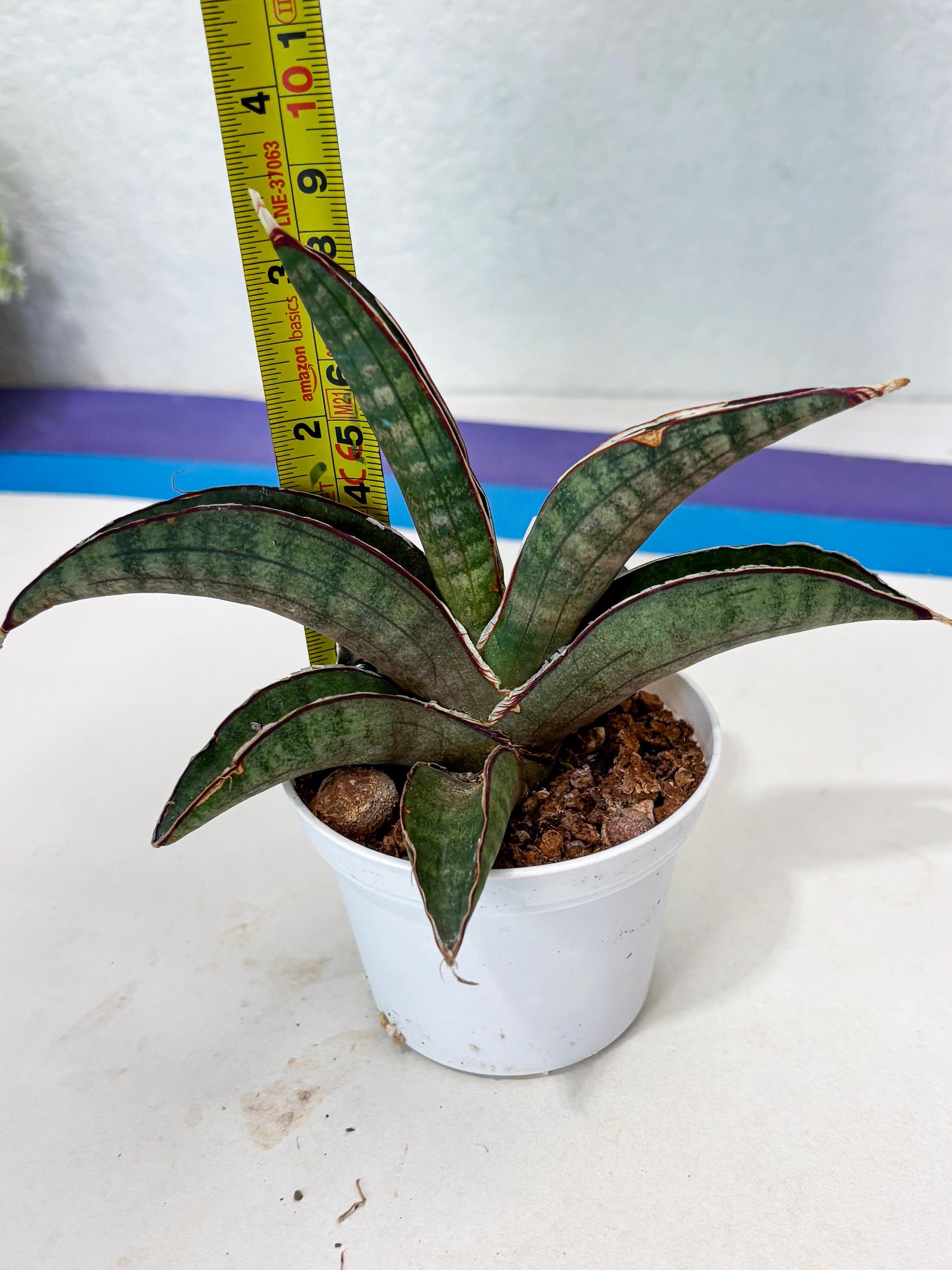 Sansevieria Pfisteri (Ba4) (1) | imported Hybrid