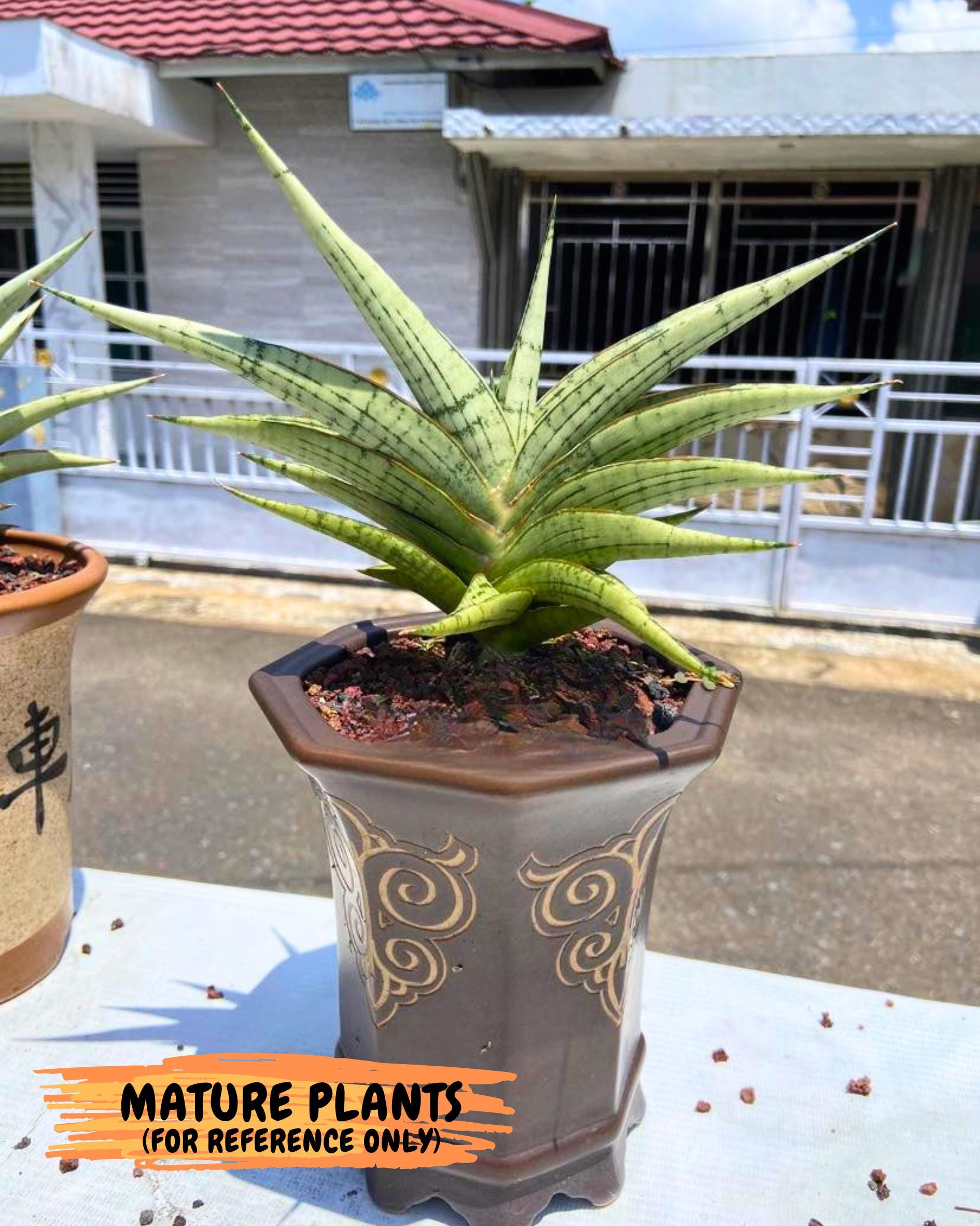 Sansevieria Irisbella (Ba4) (5) | imported Hybrid
