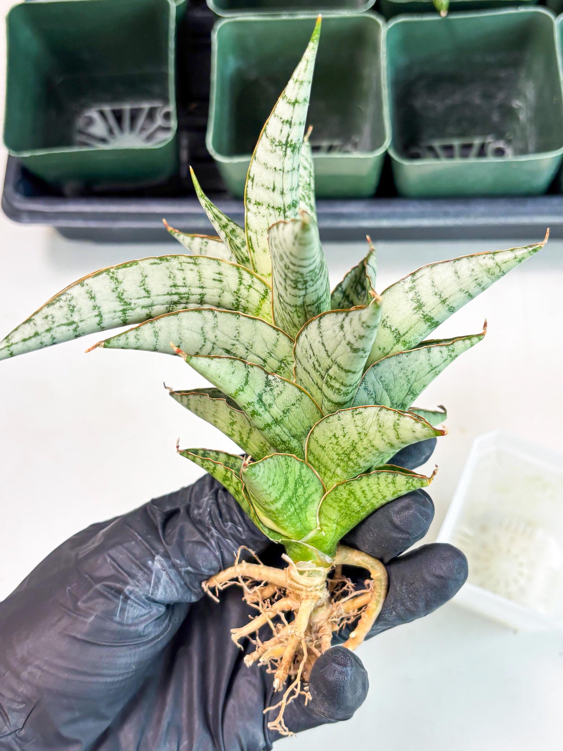 Sansevieria Irisbella (Ba4) (5) | imported Hybrid