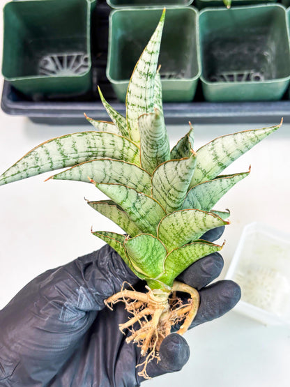 Sansevieria Irisbella (Ba4) (5) | imported Hybrid
