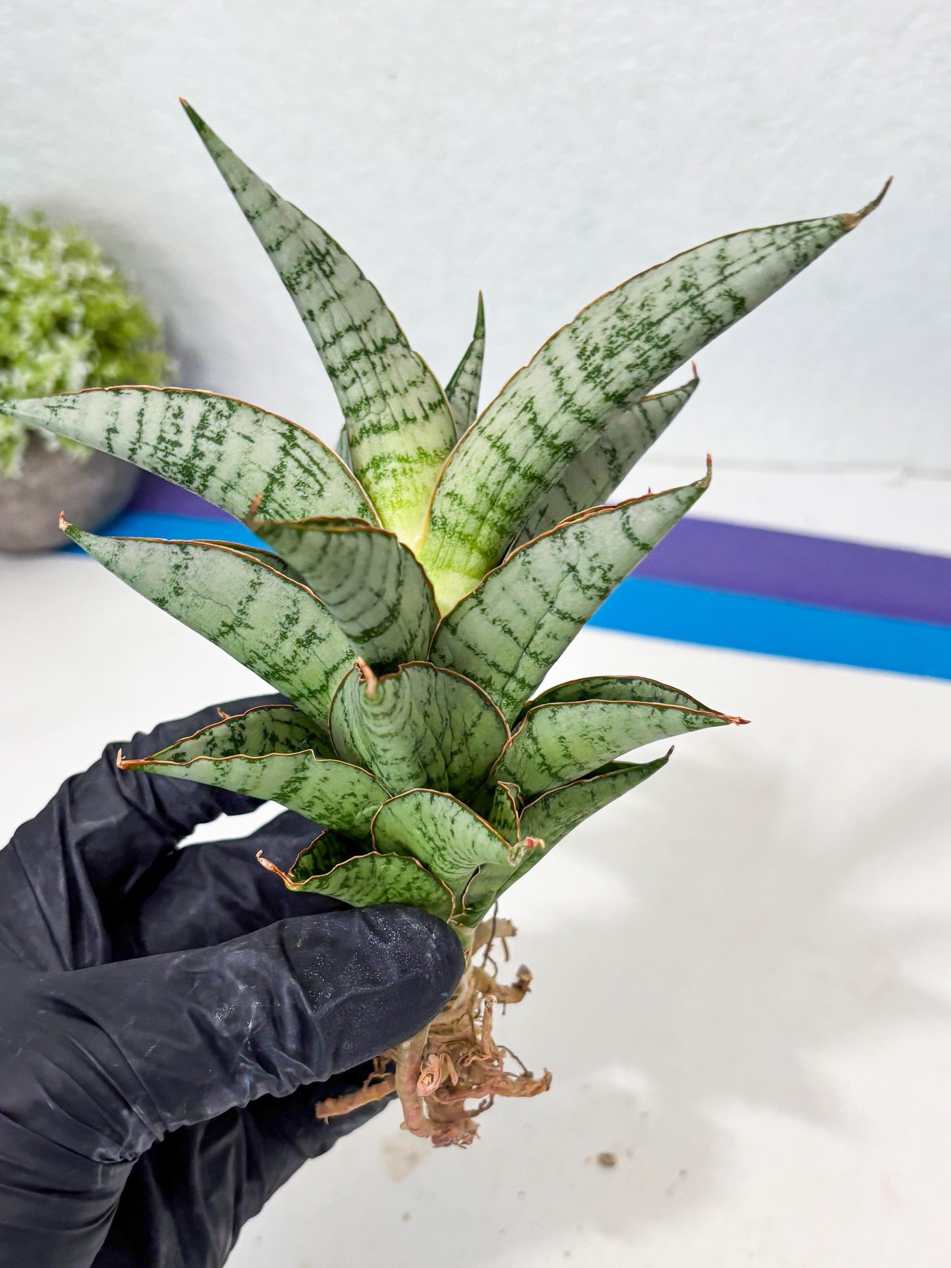 Sansevieria Irisbella (Ba4) (5) | imported Hybrid