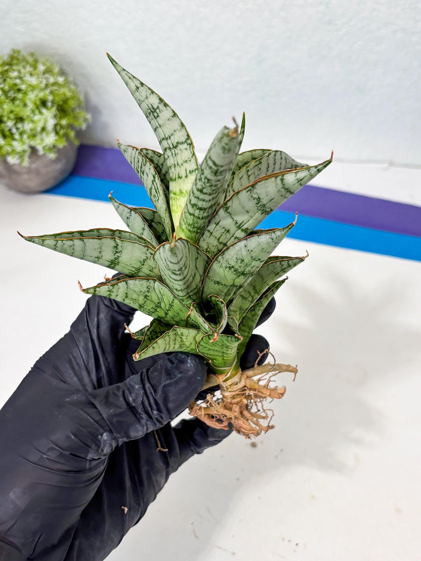 Sansevieria Irisbella (Ba4) (5) | imported Hybrid