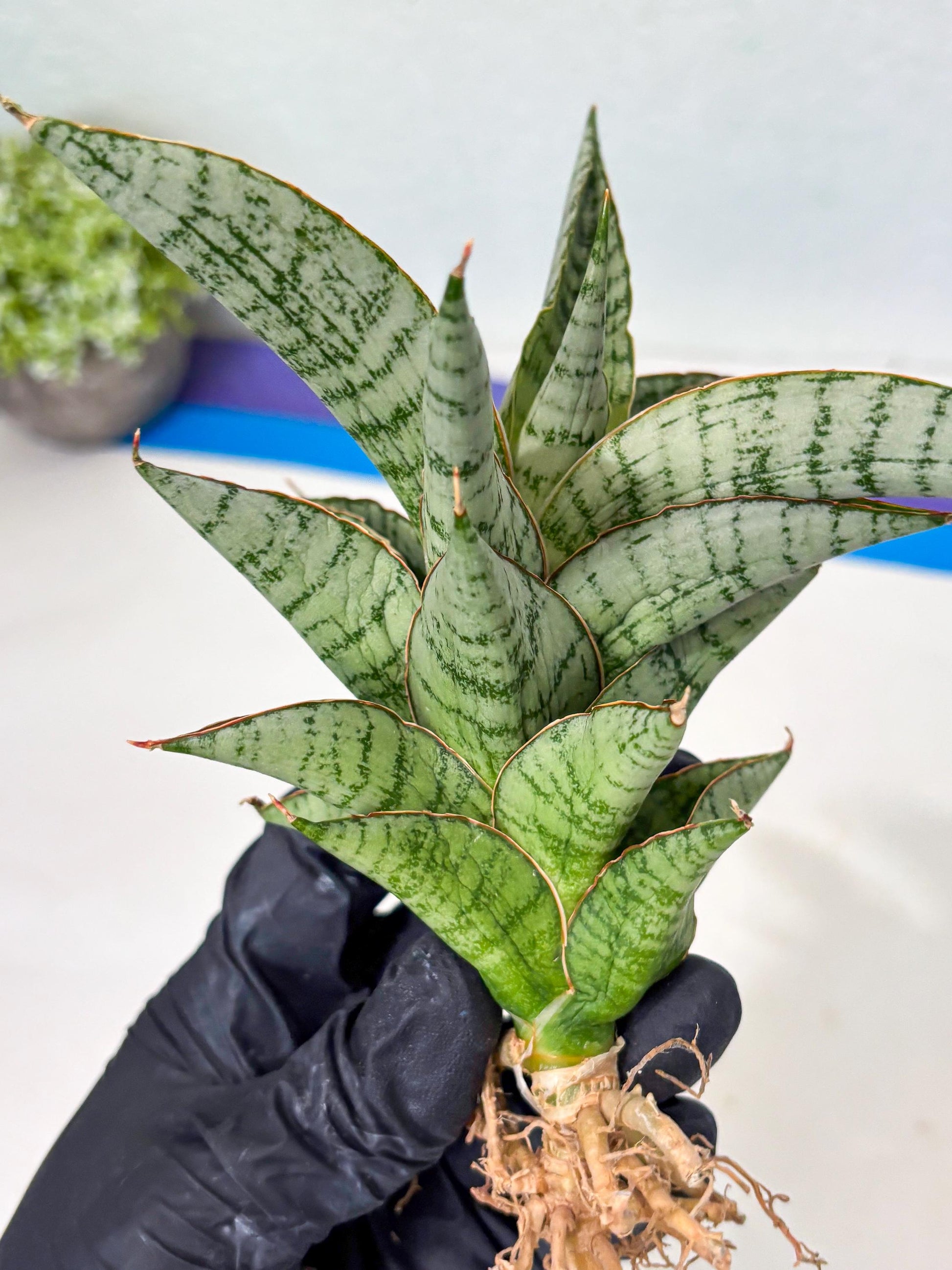 Sansevieria Irisbella (Ba4) (5) | imported Hybrid
