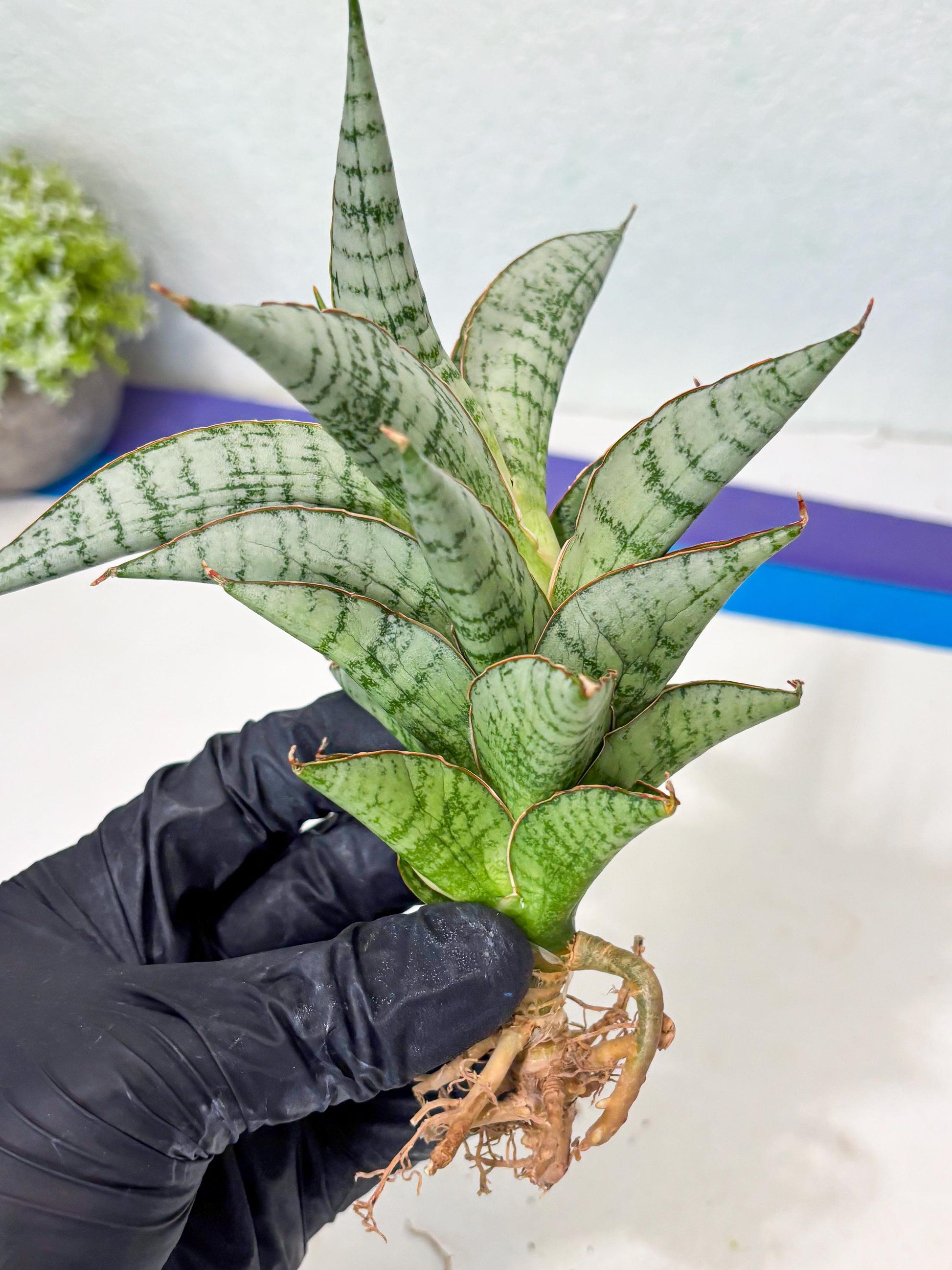 Sansevieria Irisbella (Ba4) (5) | imported Hybrid