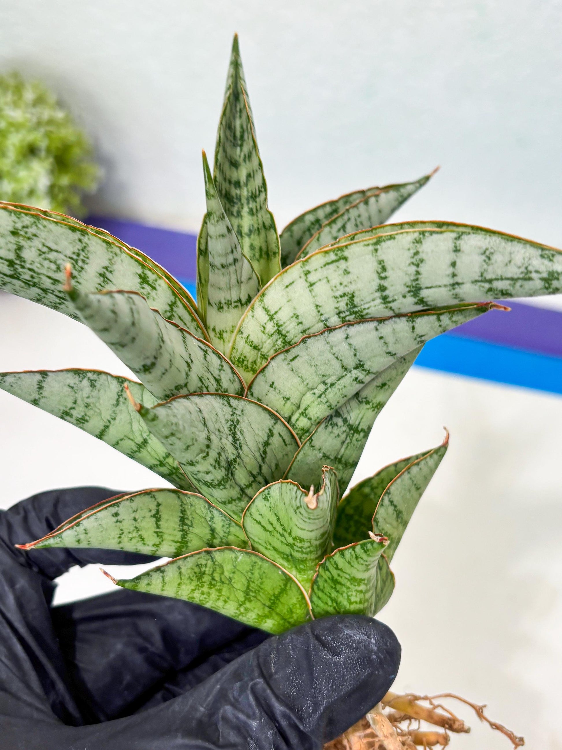 Sansevieria Irisbella (Ba4) (5) | imported Hybrid