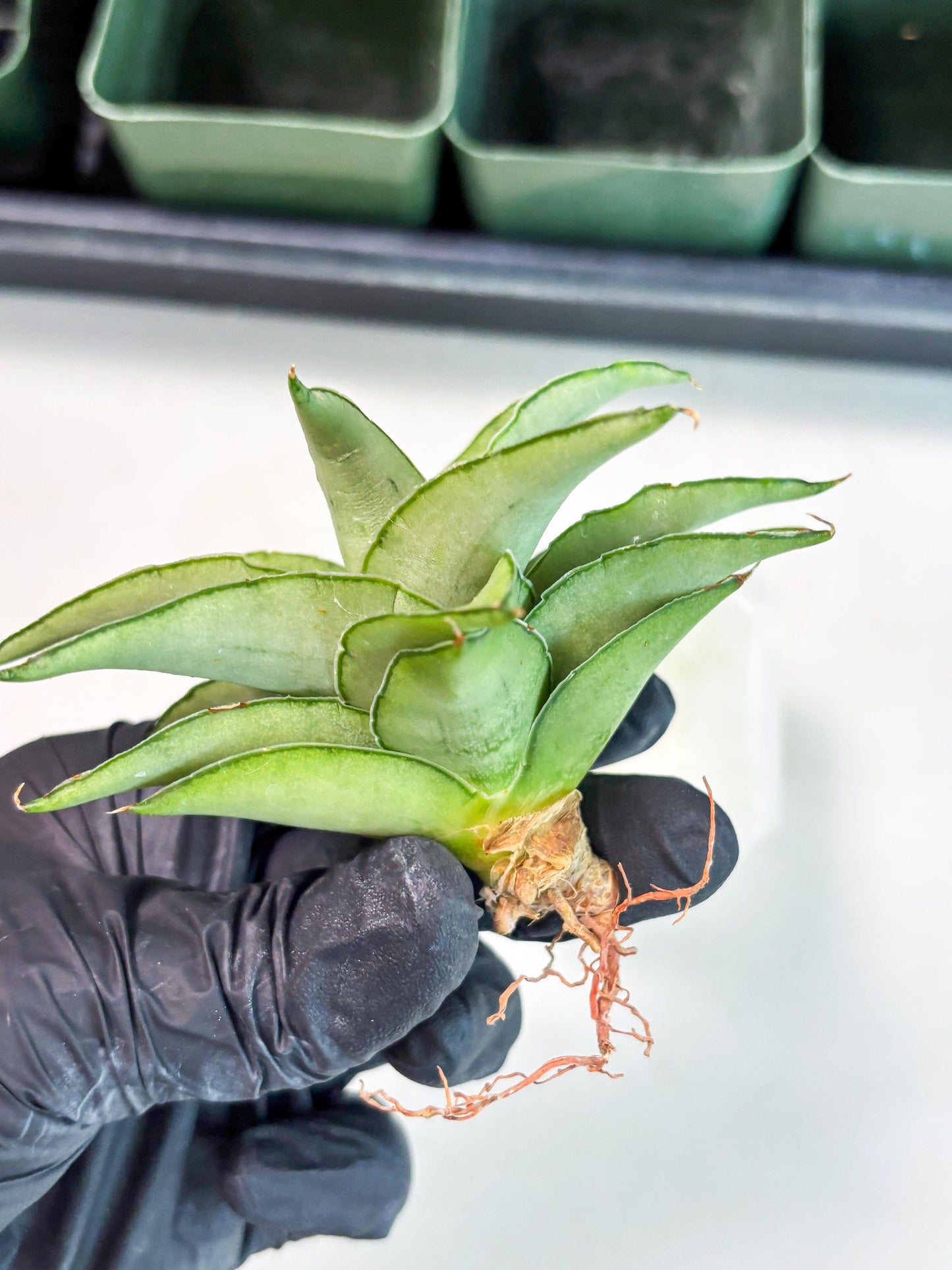 Sansevieria Kumara (Ba4) (8) | Imported Hybrids