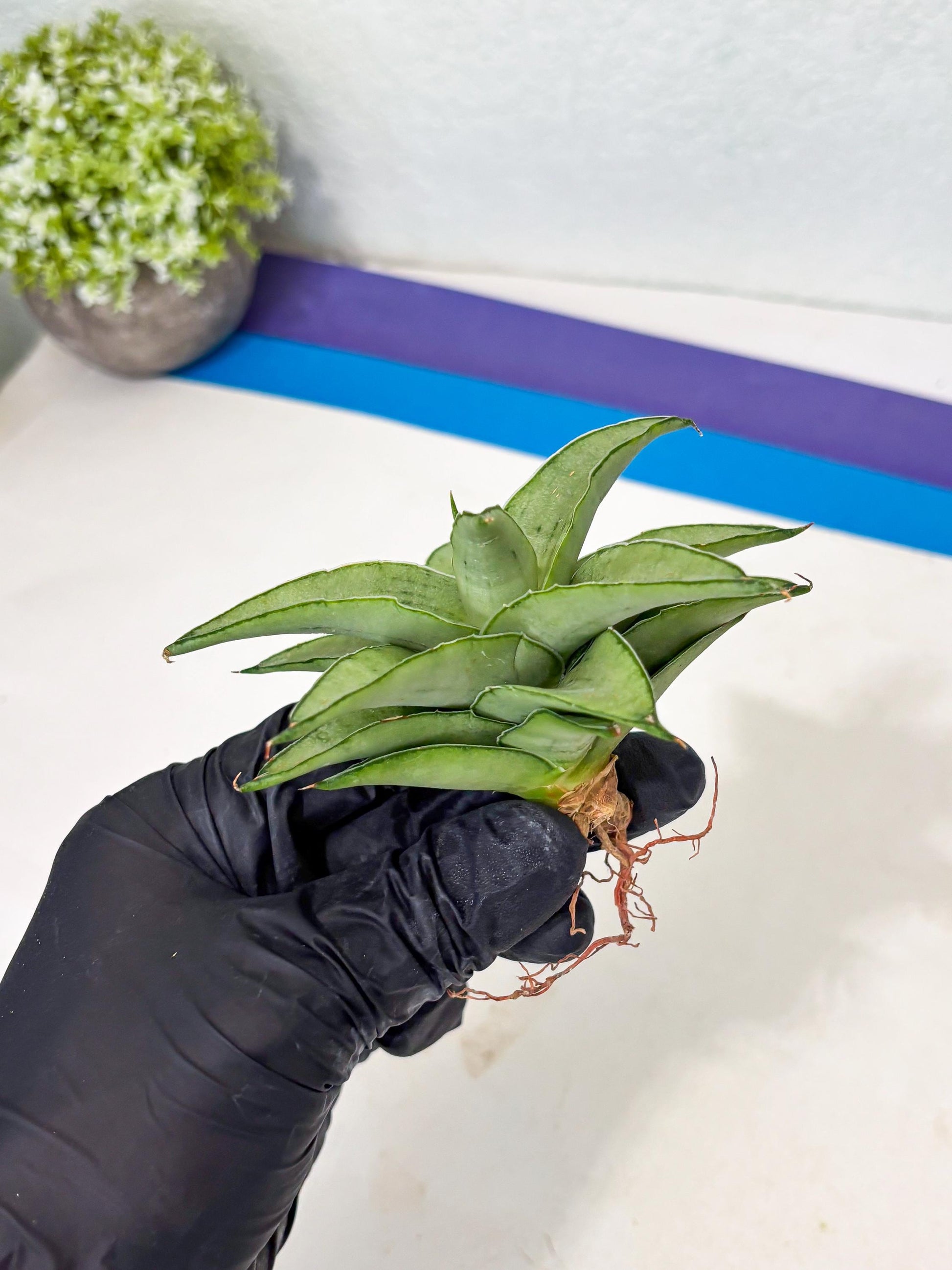Sansevieria Kumara (Ba4) (8) | Imported Hybrids