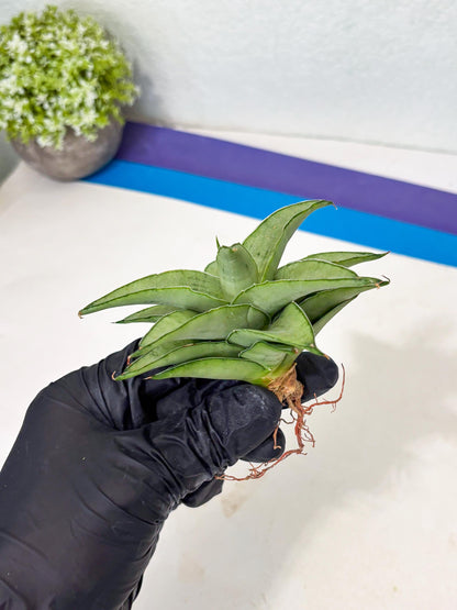 Sansevieria Kumara (Ba4) (8) | Imported Hybrids