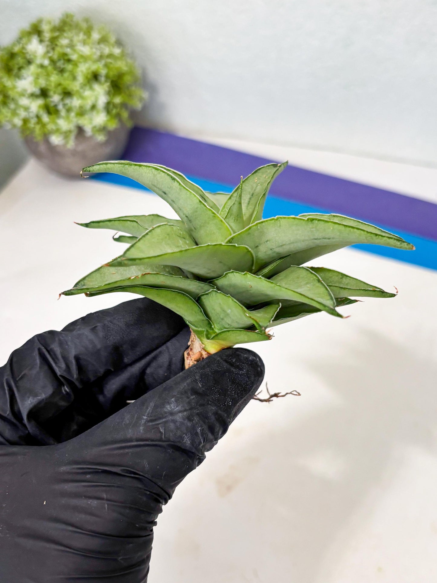 Sansevieria Kumara (Ba4) (8) | Imported Hybrids
