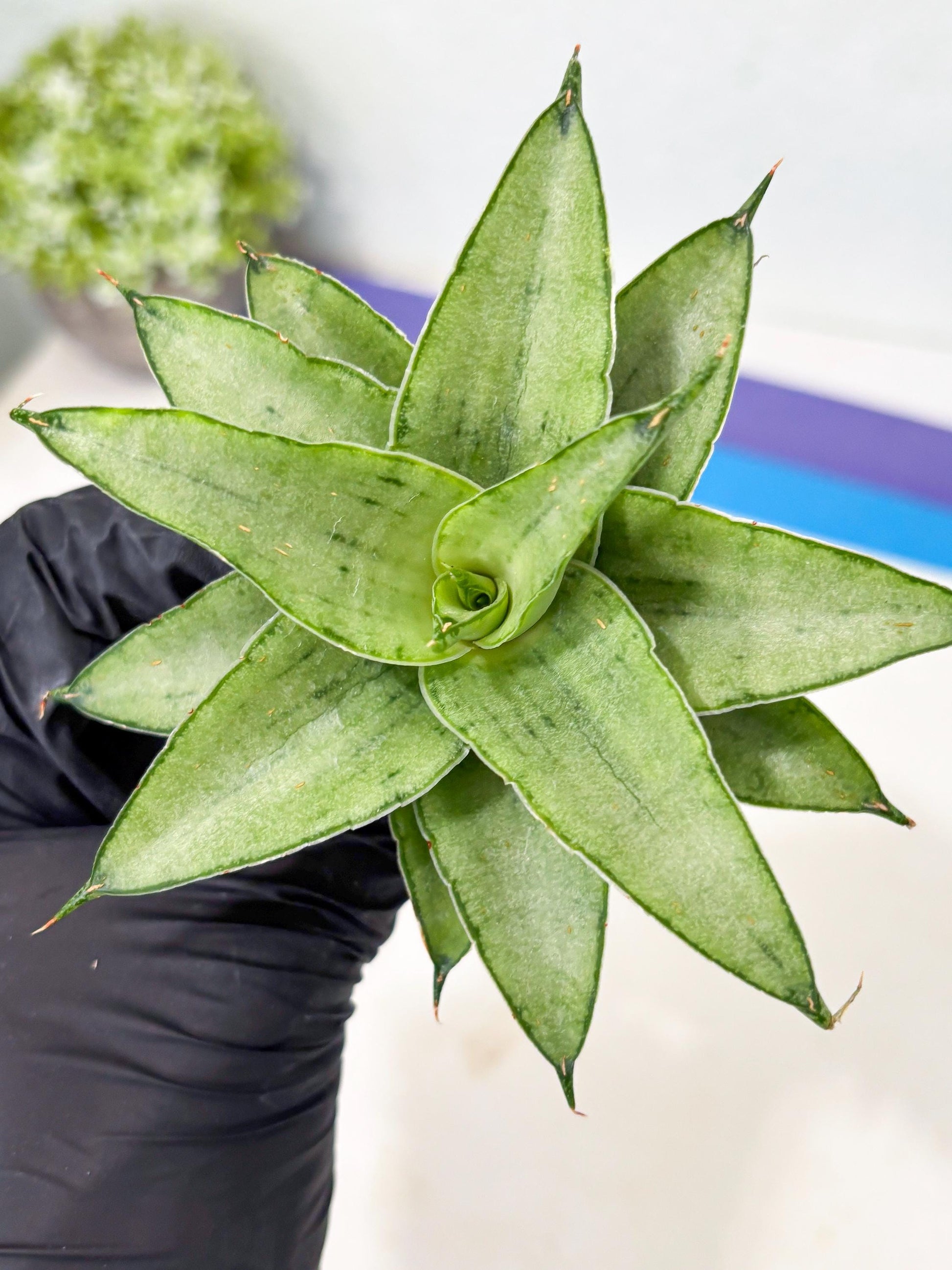Sansevieria Kumara (Ba4) (8) | Imported Hybrids