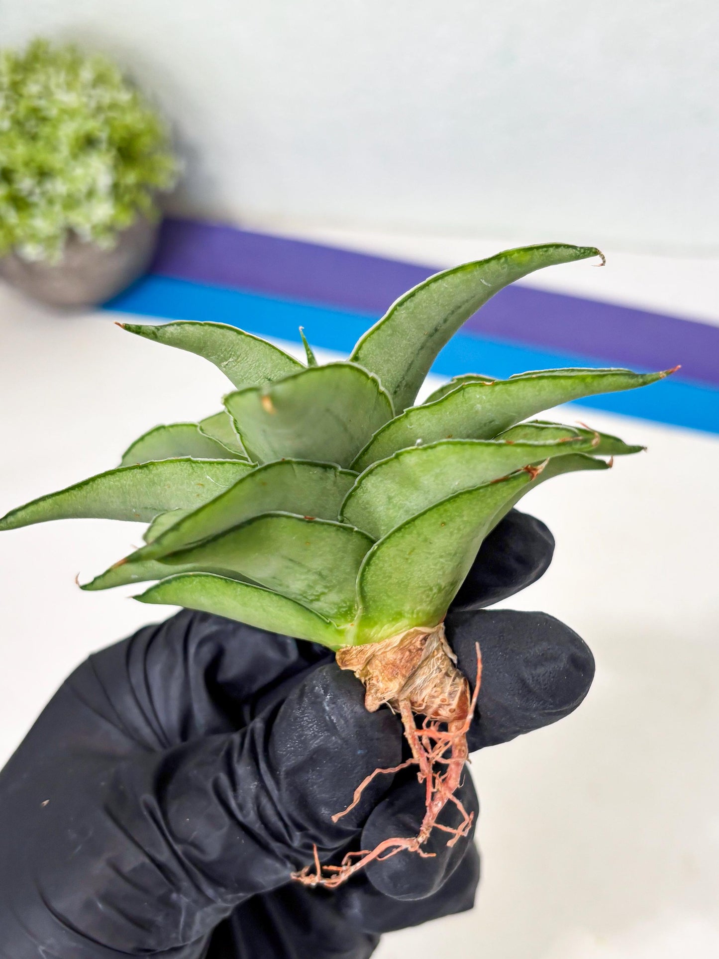 Sansevieria Kumara (Ba4) (8) | Imported Hybrids