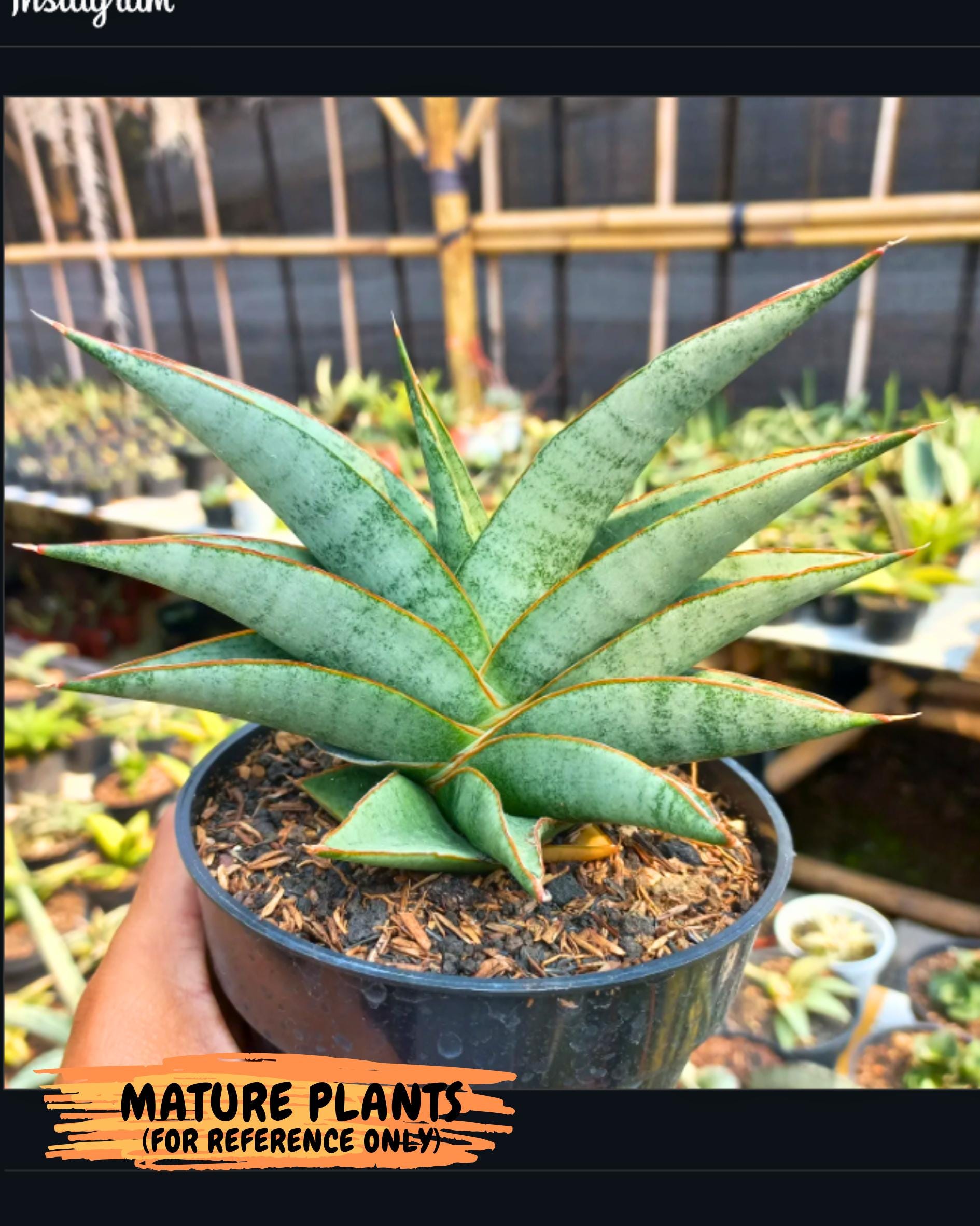 Sansevieria Tamara (ba4) (15) | Imported Hybrids