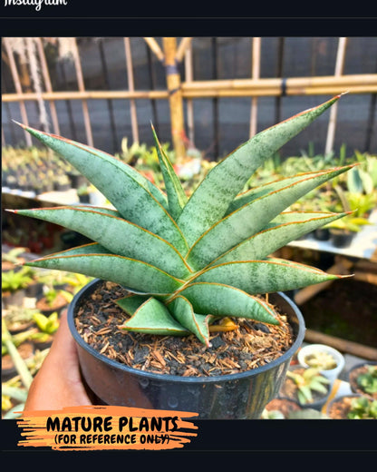 Sansevieria Tamara (ba4) (15) | Imported Hybrids
