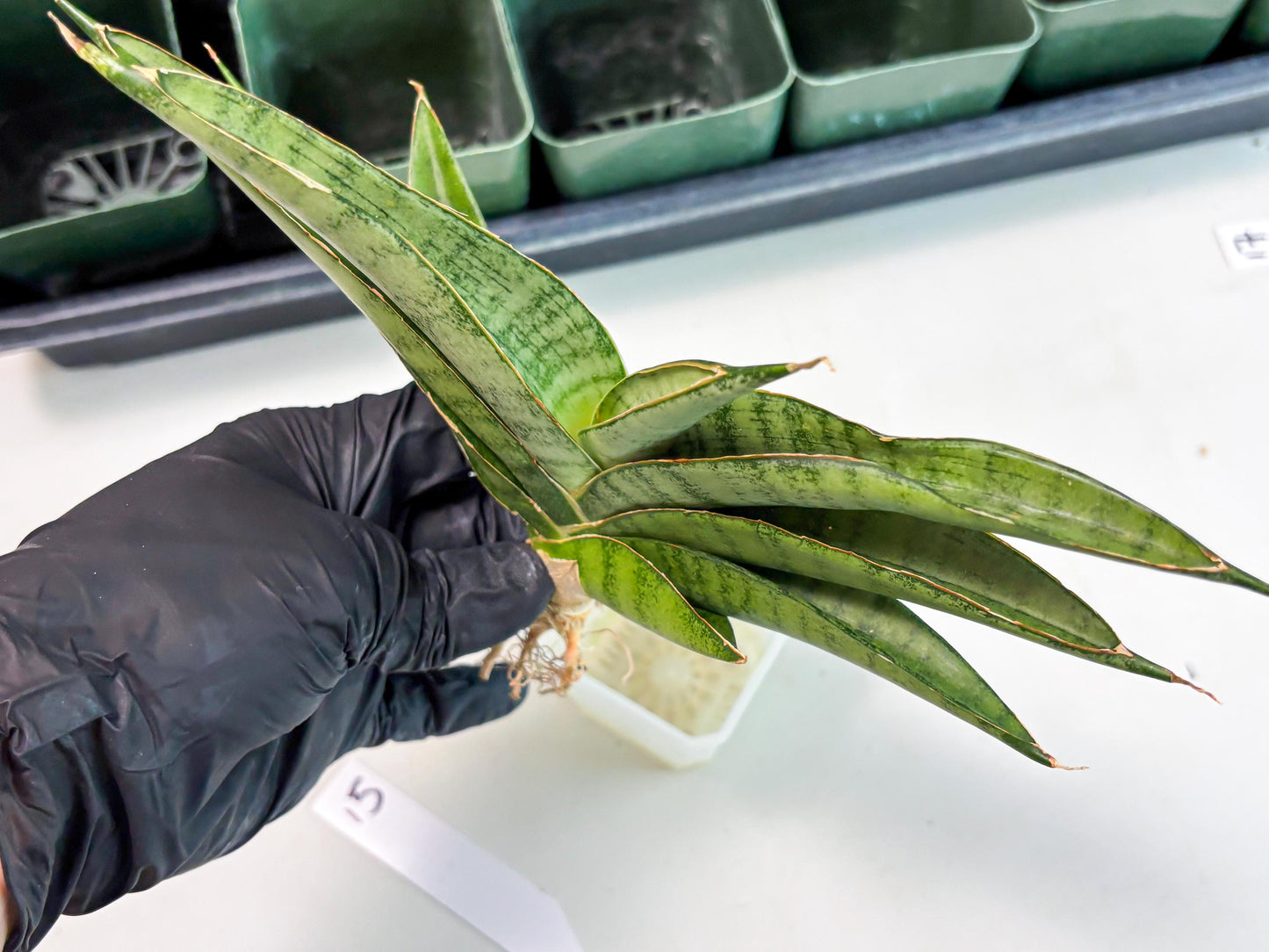 Sansevieria Tamara (ba4) (15) | Imported Hybrids
