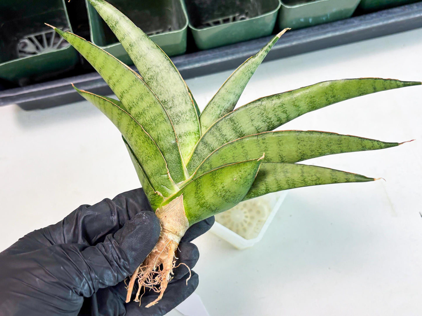 Sansevieria Tamara (ba4) (15) | Imported Hybrids