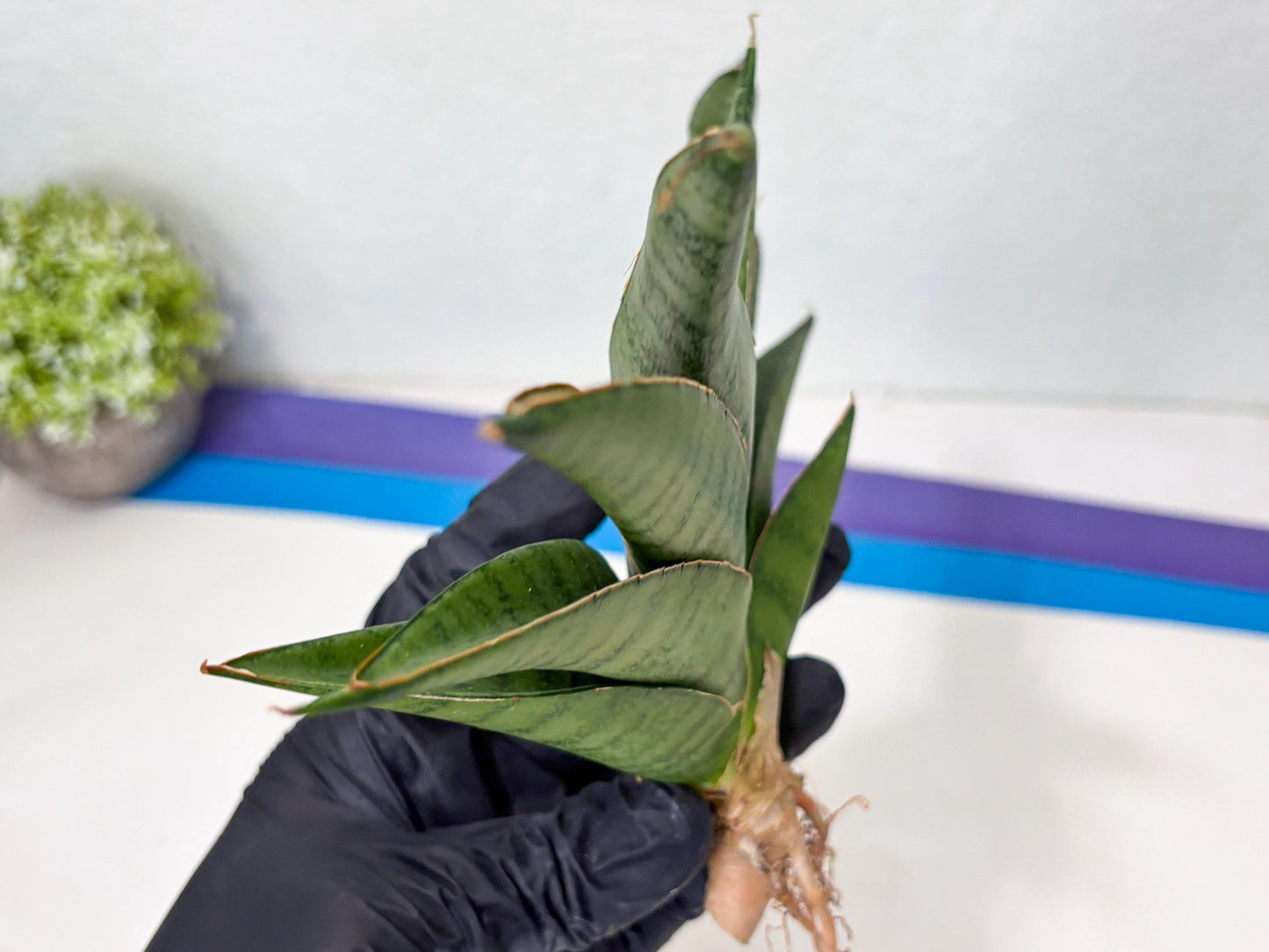 Sansevieria Tamara (ba4) (15) | Imported Hybrids