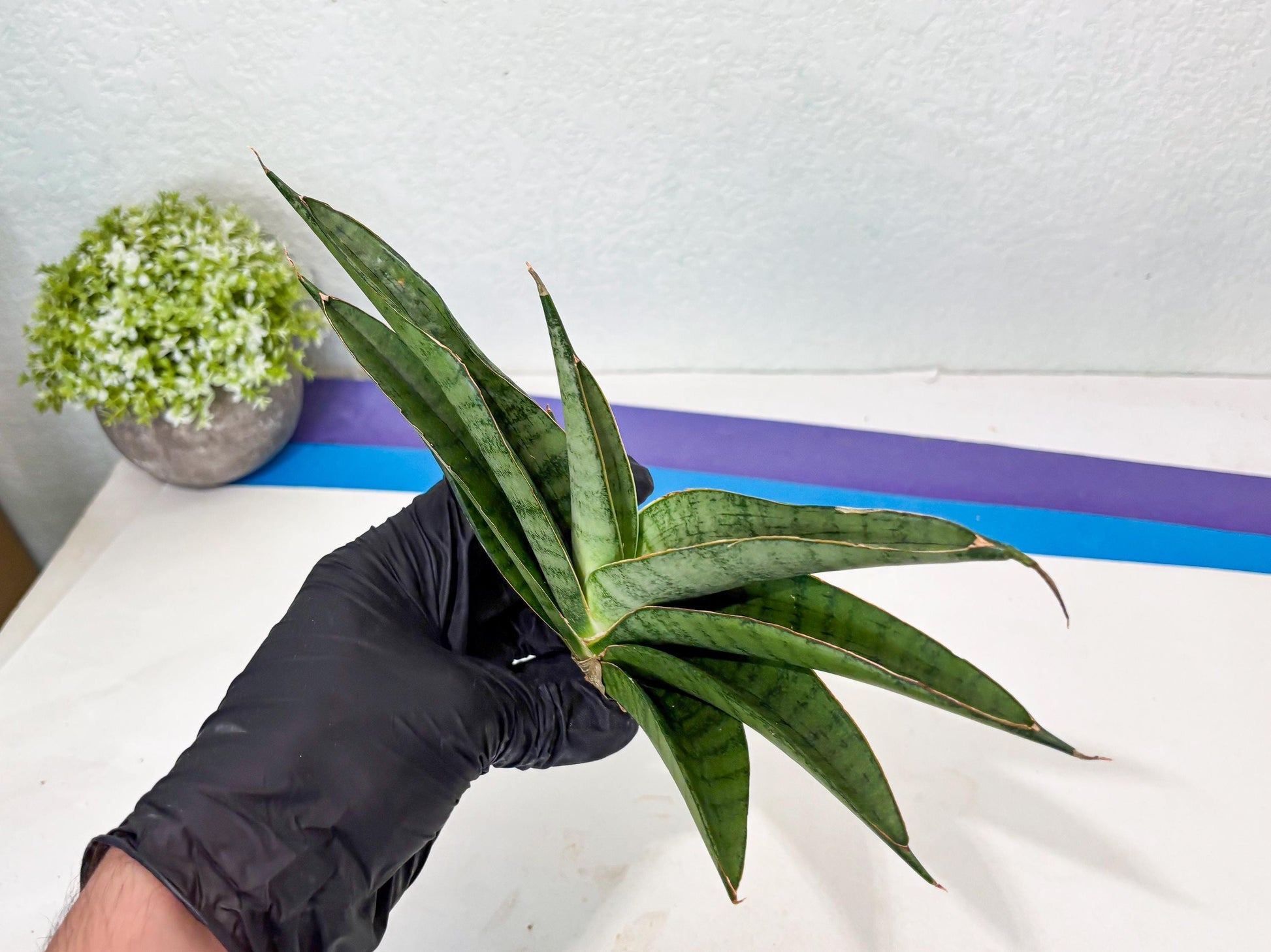 Sansevieria Tamara (ba4) (15) | Imported Hybrids